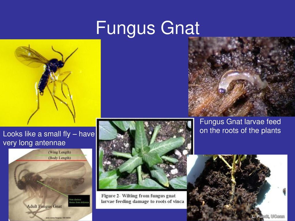 harmful pests and insects in your factory