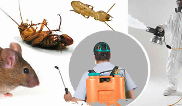Reasons why you should get pest control services