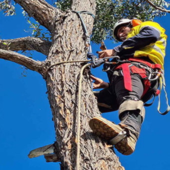 Preparing Trees for Bushfire Season