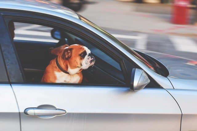 Dogs Join The World Of Distracted Driving