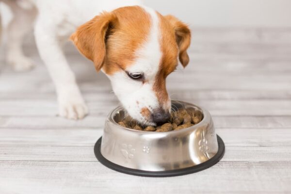 What Constitutes Your Dog Food?