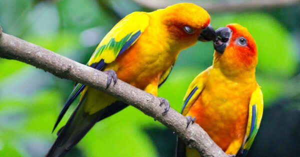 Love Birds Price in India: A Comprehensive Guide to Avian Companionship