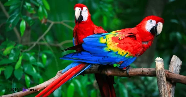 Macaw Parrot Prices in India: A Guide to Informed Pet Ownership