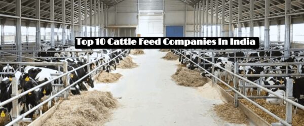 Top 10 Cattle Feed Companies In India